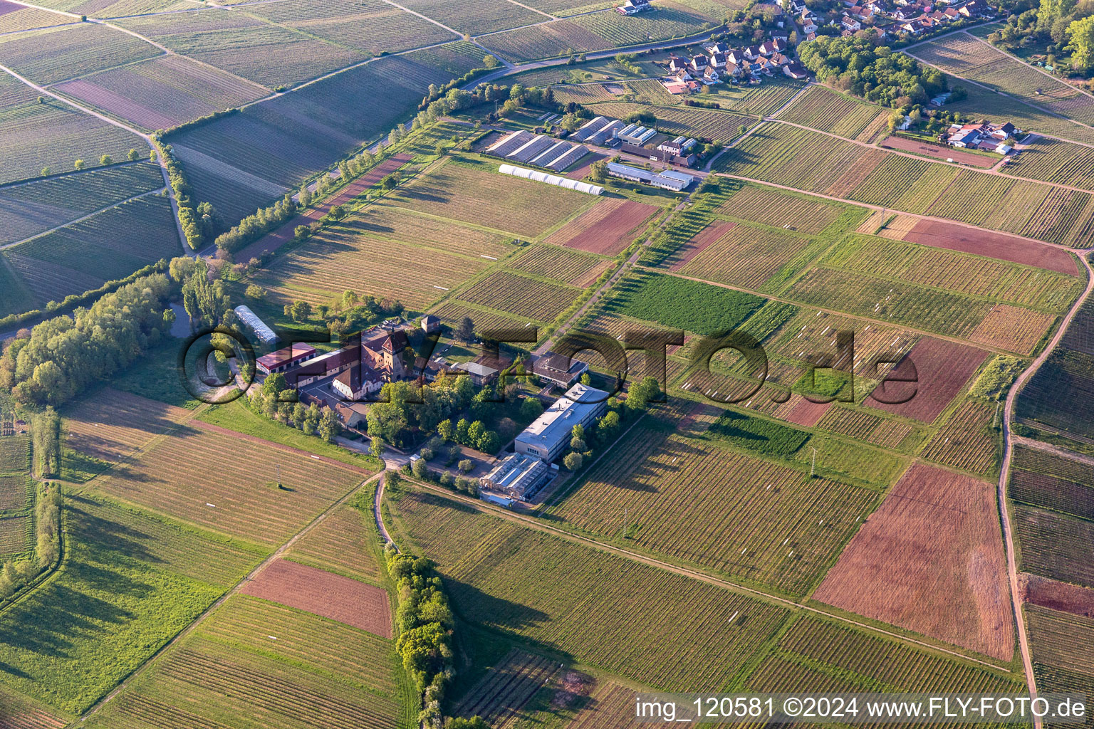 JKI, Vine Research Institute in Siebeldingen in the state Rhineland-Palatinate, Germany