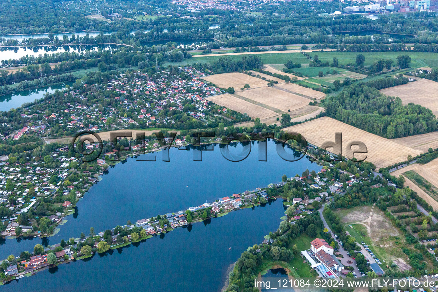 Blue Adriatic, Swan Pond in Altrip in the state Rhineland-Palatinate, Germany