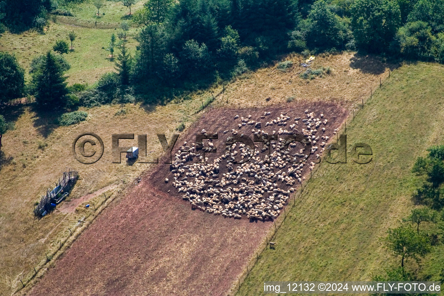 Grass area-structures meadow pasture with Sheep - herd in Eusserthal in the state Rhineland-Palatinate