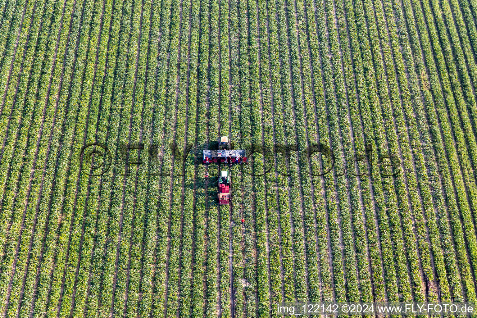 Vegetable harvest in Kandel in the state Rhineland-Palatinate, Germany