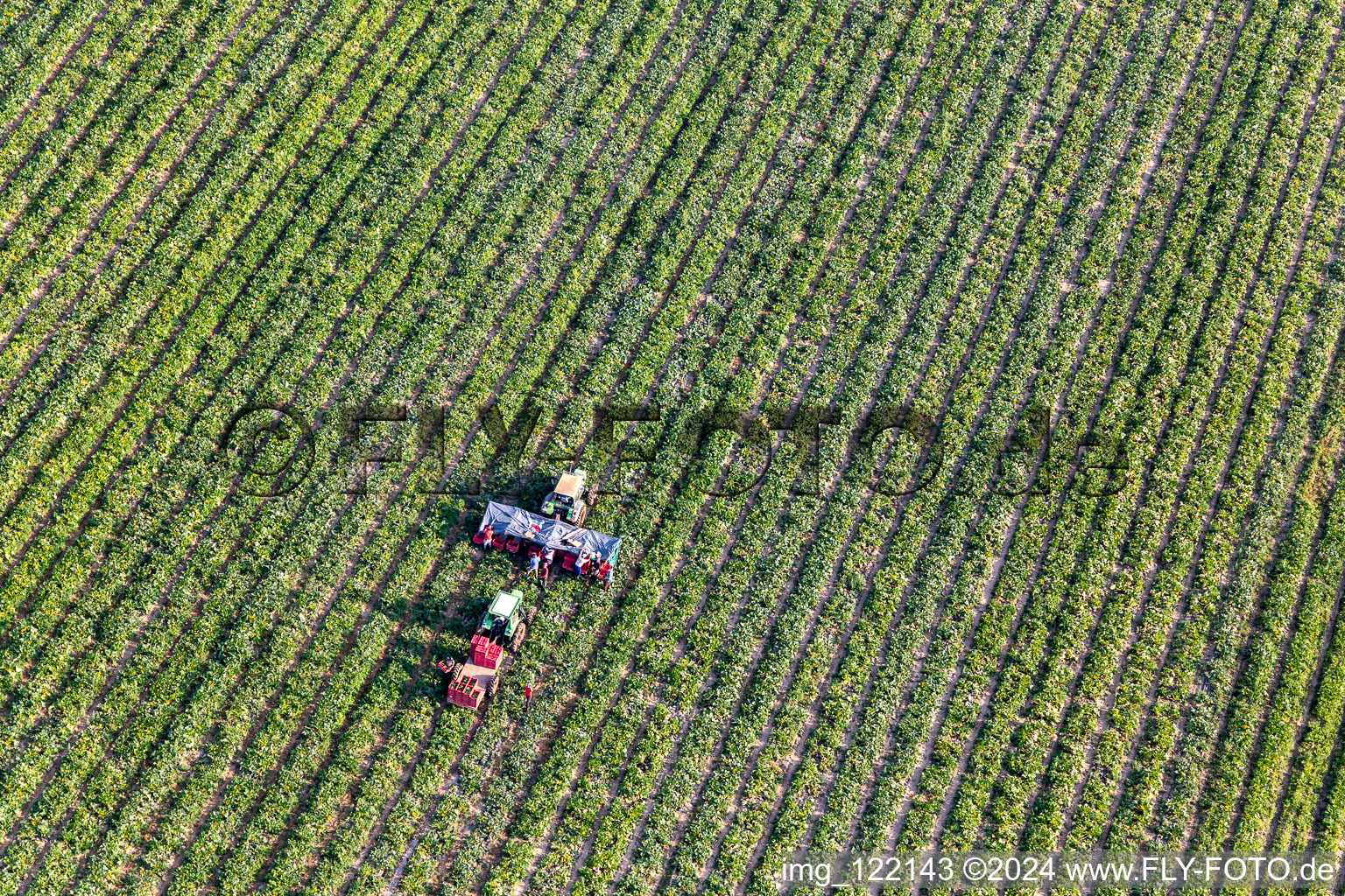 Aerial view of Vegetable harvest in Kandel in the state Rhineland-Palatinate, Germany