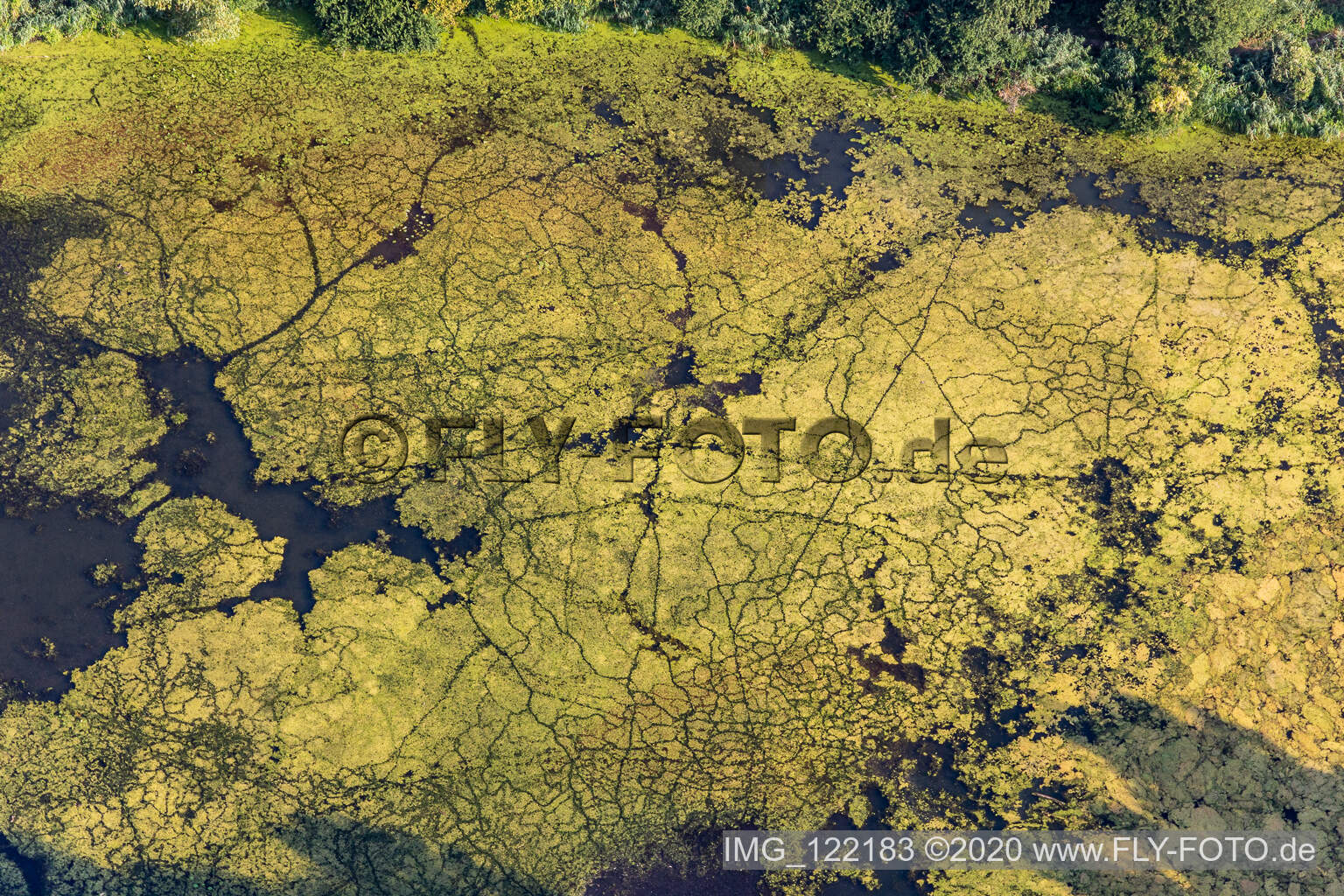Duckweed on the fish mark in Leimersheim in the state Rhineland-Palatinate, Germany