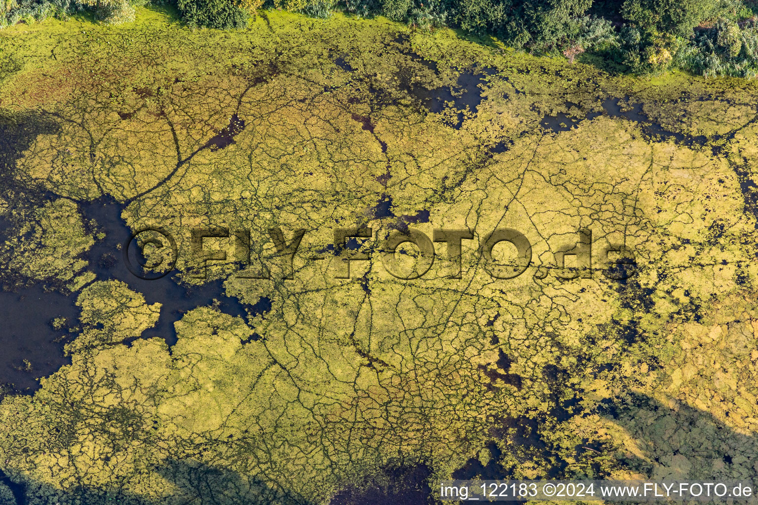 Duckweed on the fish mark in Leimersheim in the state Rhineland-Palatinate, Germany