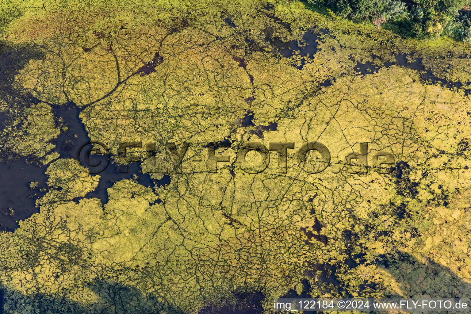 Aerial view of Duckweed on the fish mark in Leimersheim in the state Rhineland-Palatinate, Germany