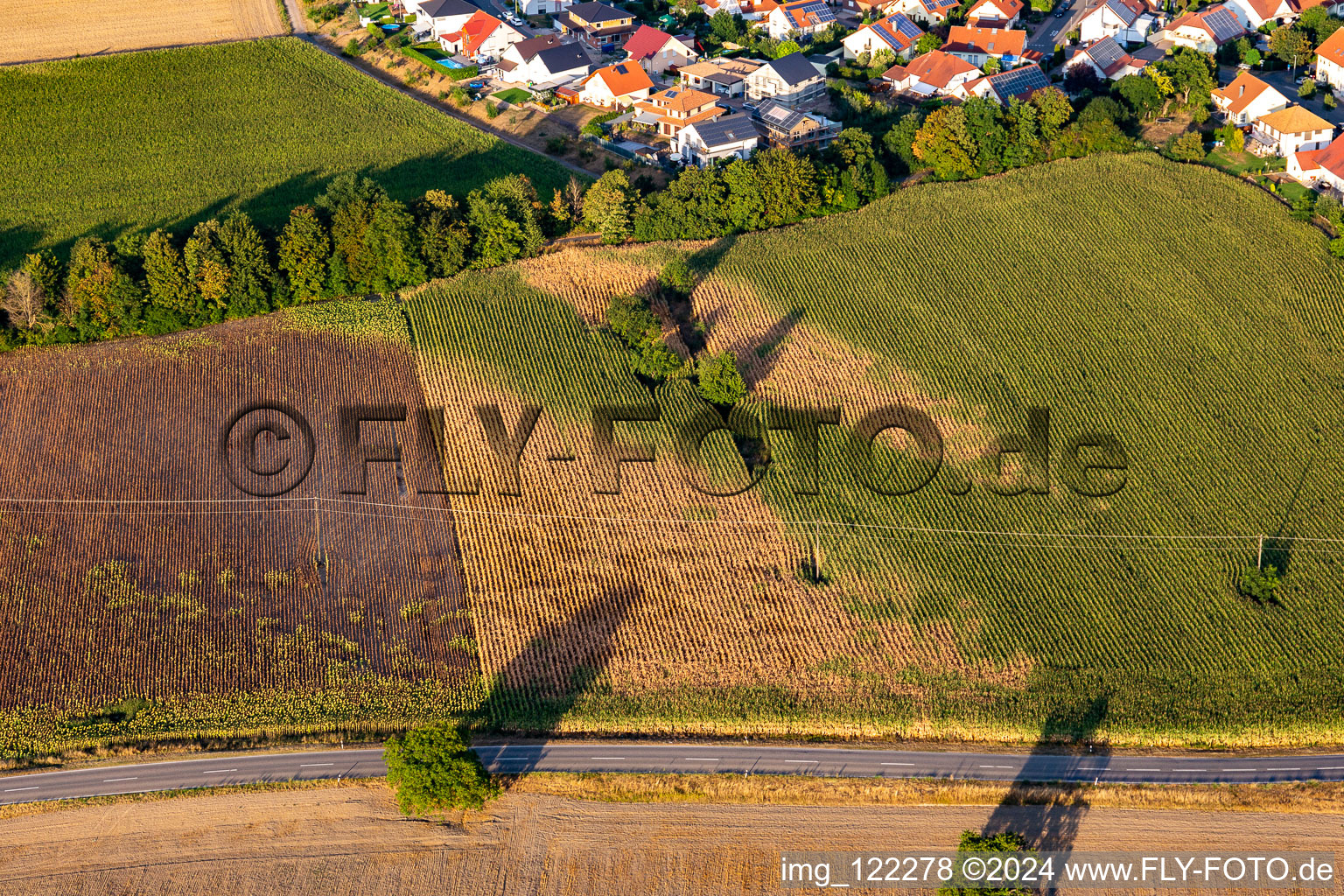 Drought damage in the corn field in Leimersheim in the state Rhineland-Palatinate, Germany