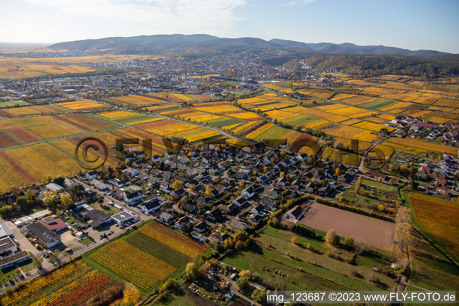 Autumnal discolored winyards near village - view in Ungstein in the state Rhineland-Palatinate, Germany