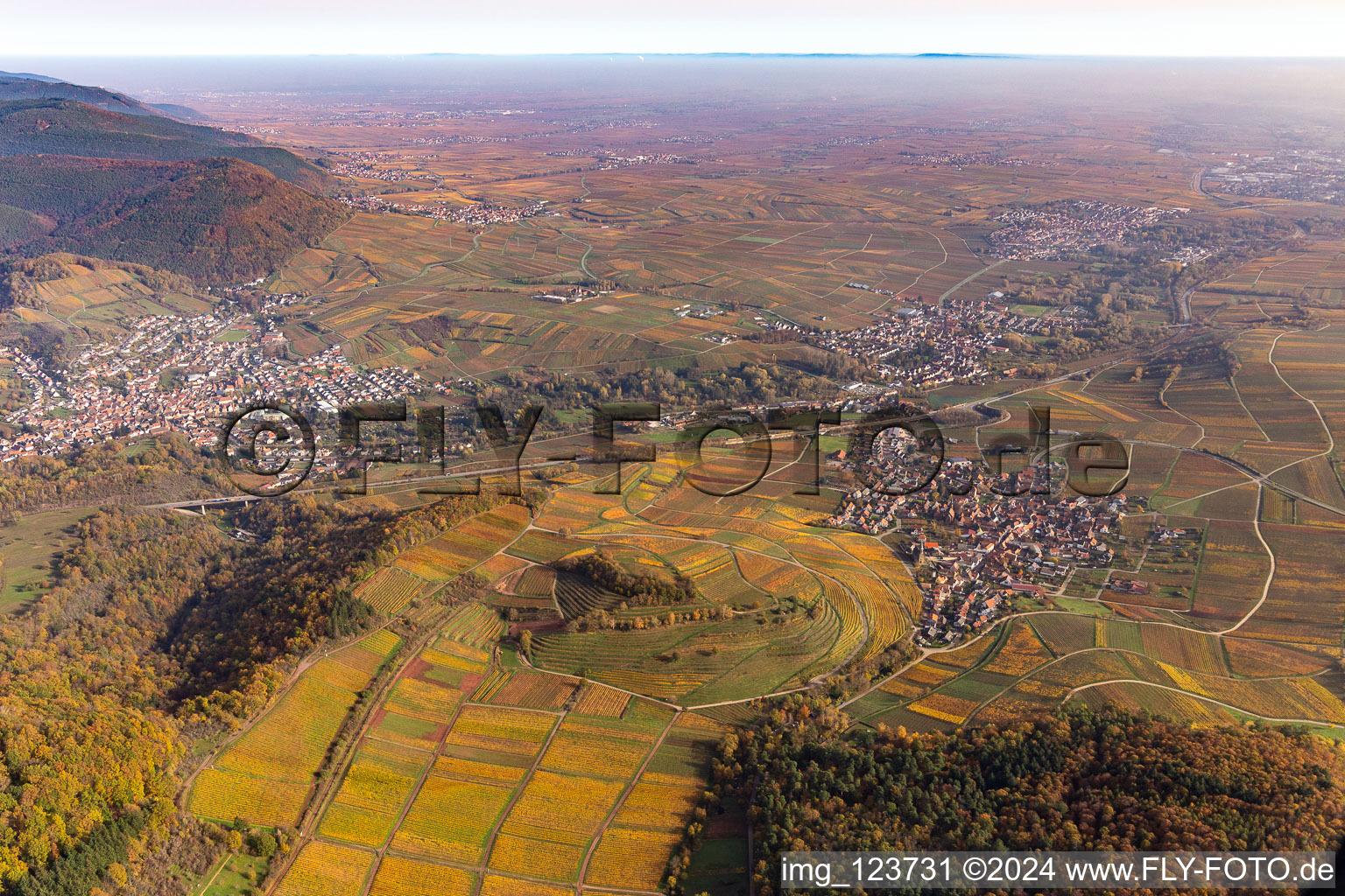 Chestnut bush in Birkweiler in the state Rhineland-Palatinate, Germany