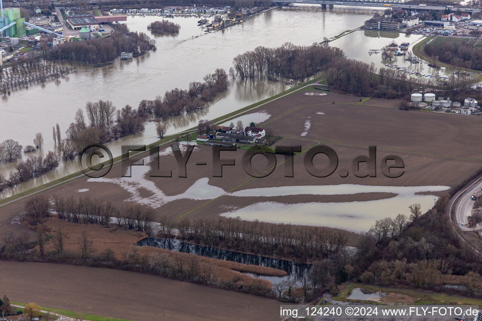 Aerial view of Hofgut Ludwigsau during Rhine floods in the district Maximiliansau in Wörth am Rhein in the state Rhineland-Palatinate, Germany