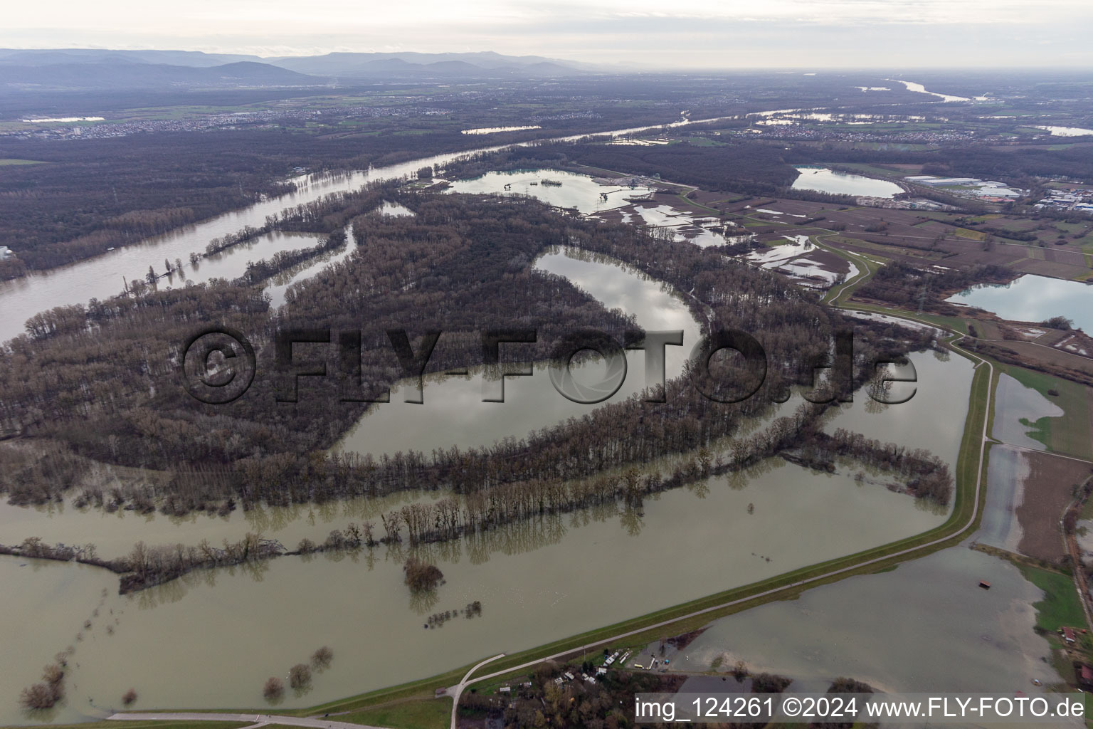 Hagenbacher Altrhein in front of the island of Nauas with gold background during Rhine flood in the district Maximiliansau in Wörth am Rhein in the state Rhineland-Palatinate, Germany