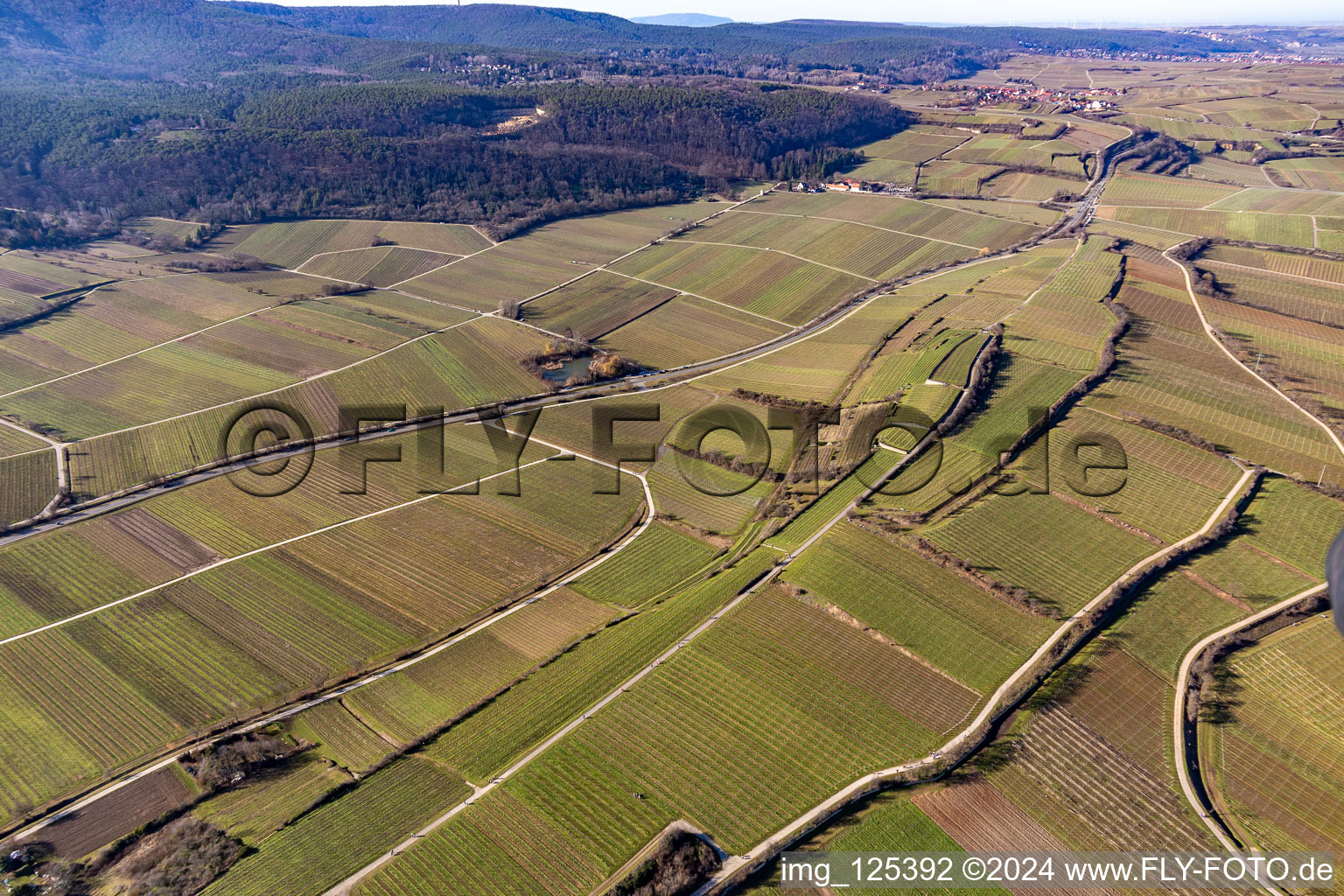 Vineyards in Bad Dürkheim in the state Rhineland-Palatinate, Germany