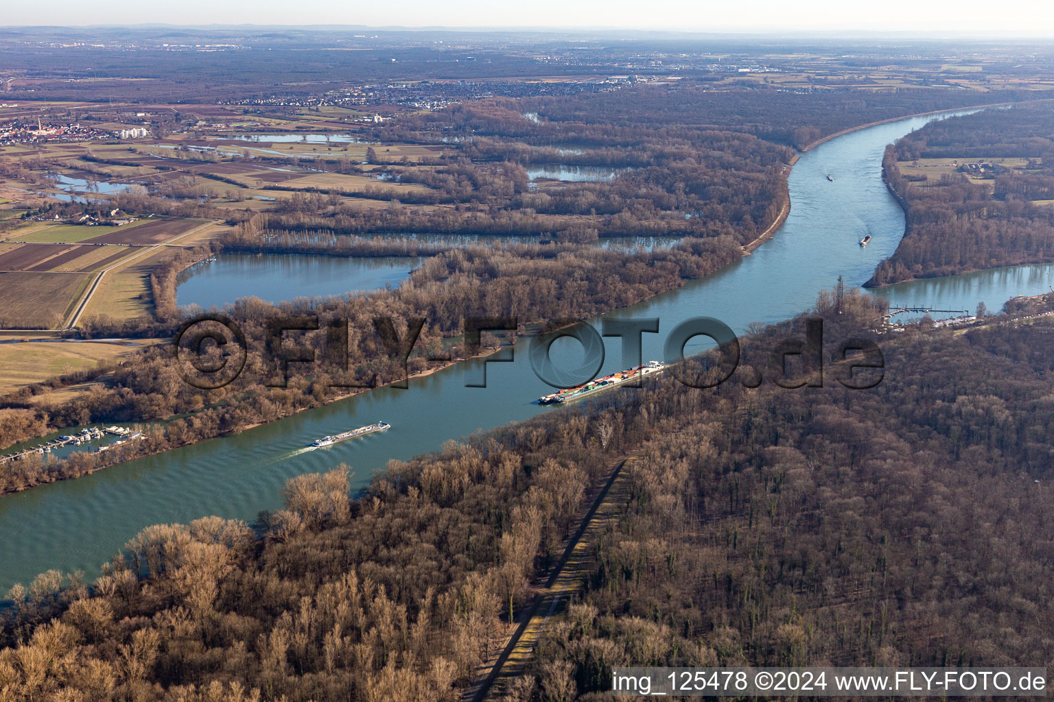 Alluvial forest at Rohrhofer See in the district Rheinau in Mannheim in the state Baden-Wuerttemberg, Germany