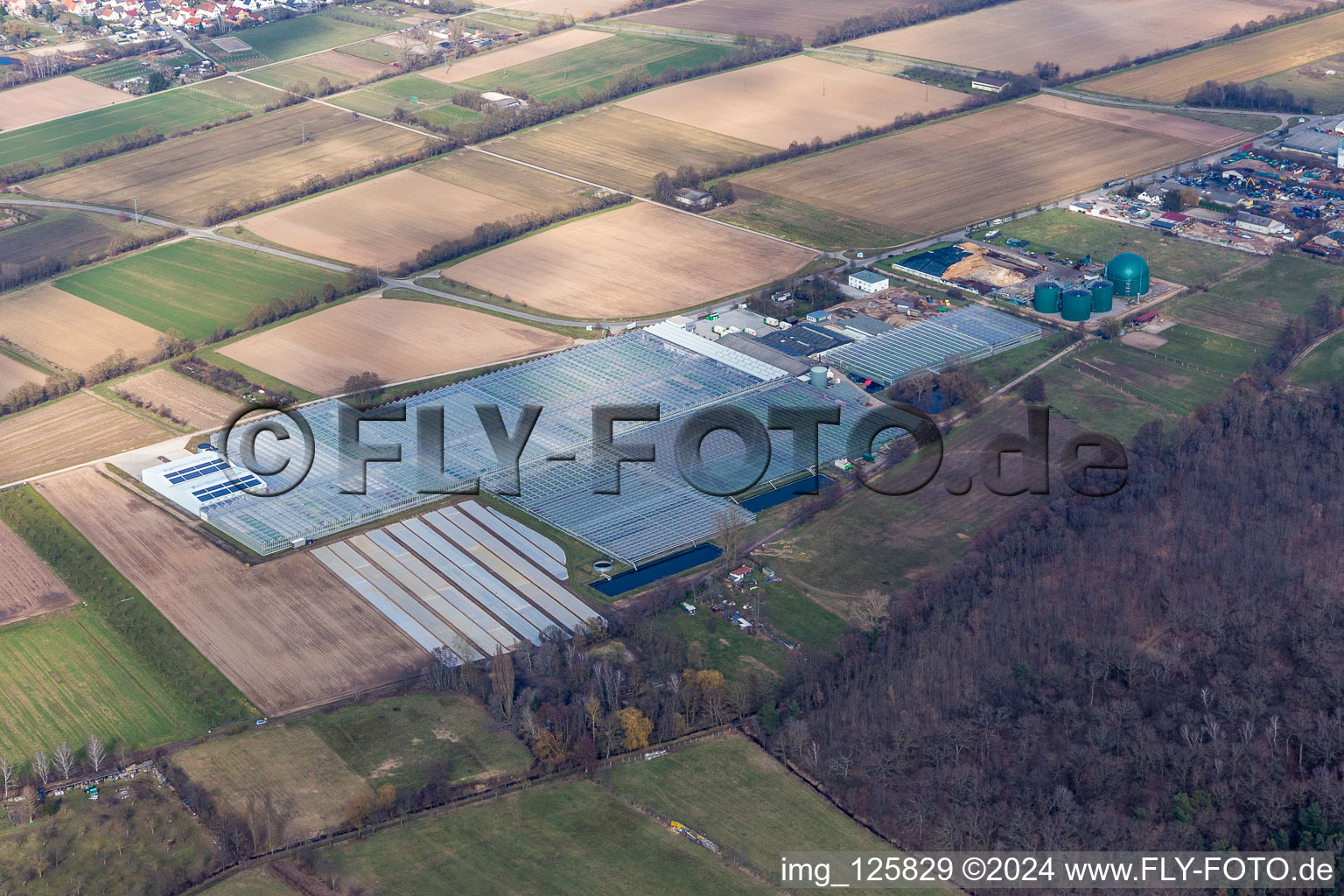 Oblique view of Rudolf Sinn Young Plants GmbH in Lustadt in the state Rhineland-Palatinate, Germany