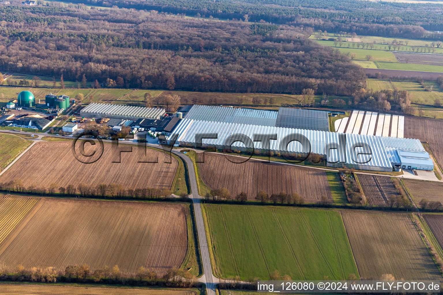 Aerial view of Rudolf Sinn Young Plants GmbH in the district Niederlustadt in Lustadt in the state Rhineland-Palatinate, Germany