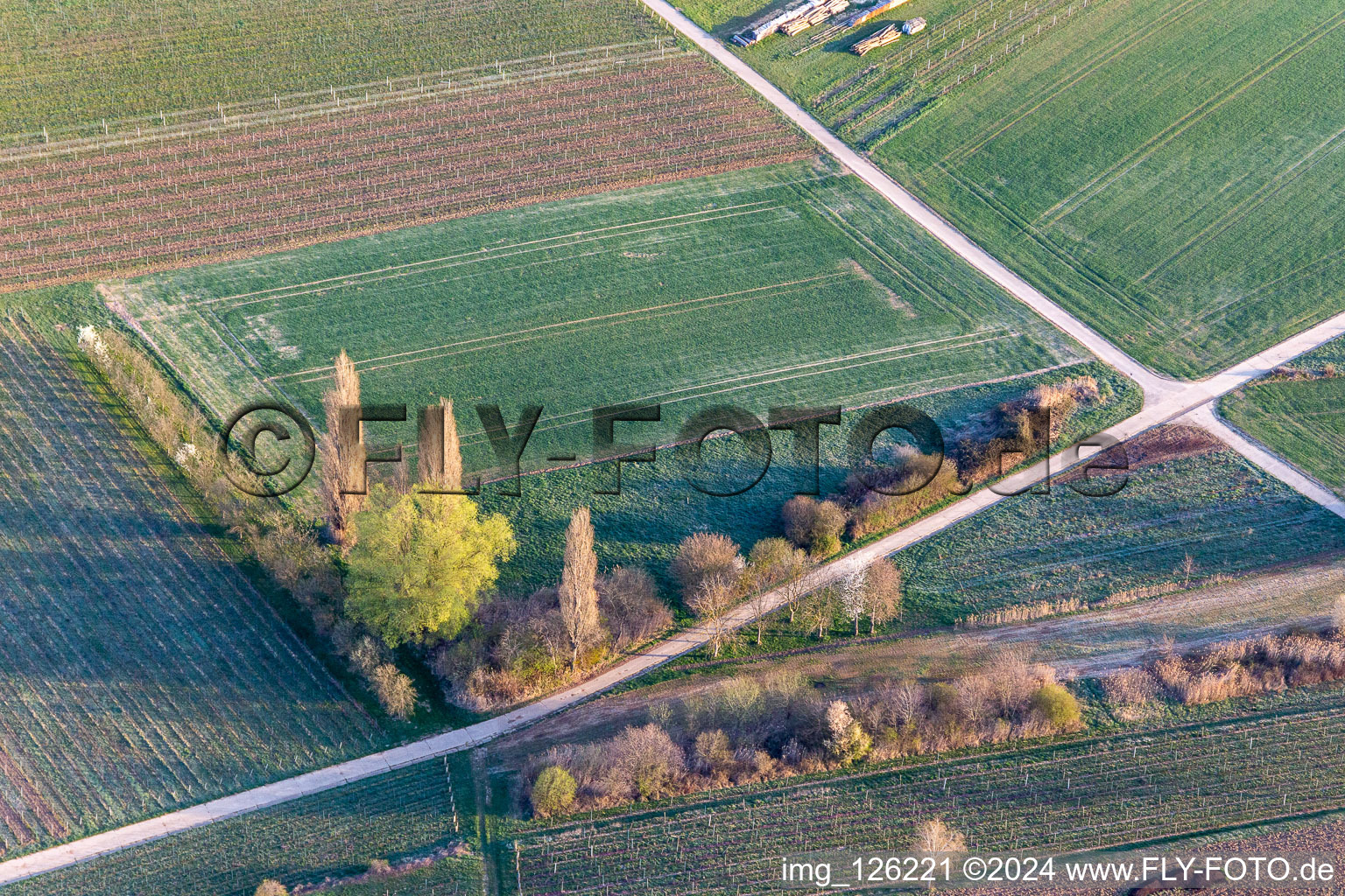 Beginning of spring bloom in Göcklingen in the state Rhineland-Palatinate, Germany