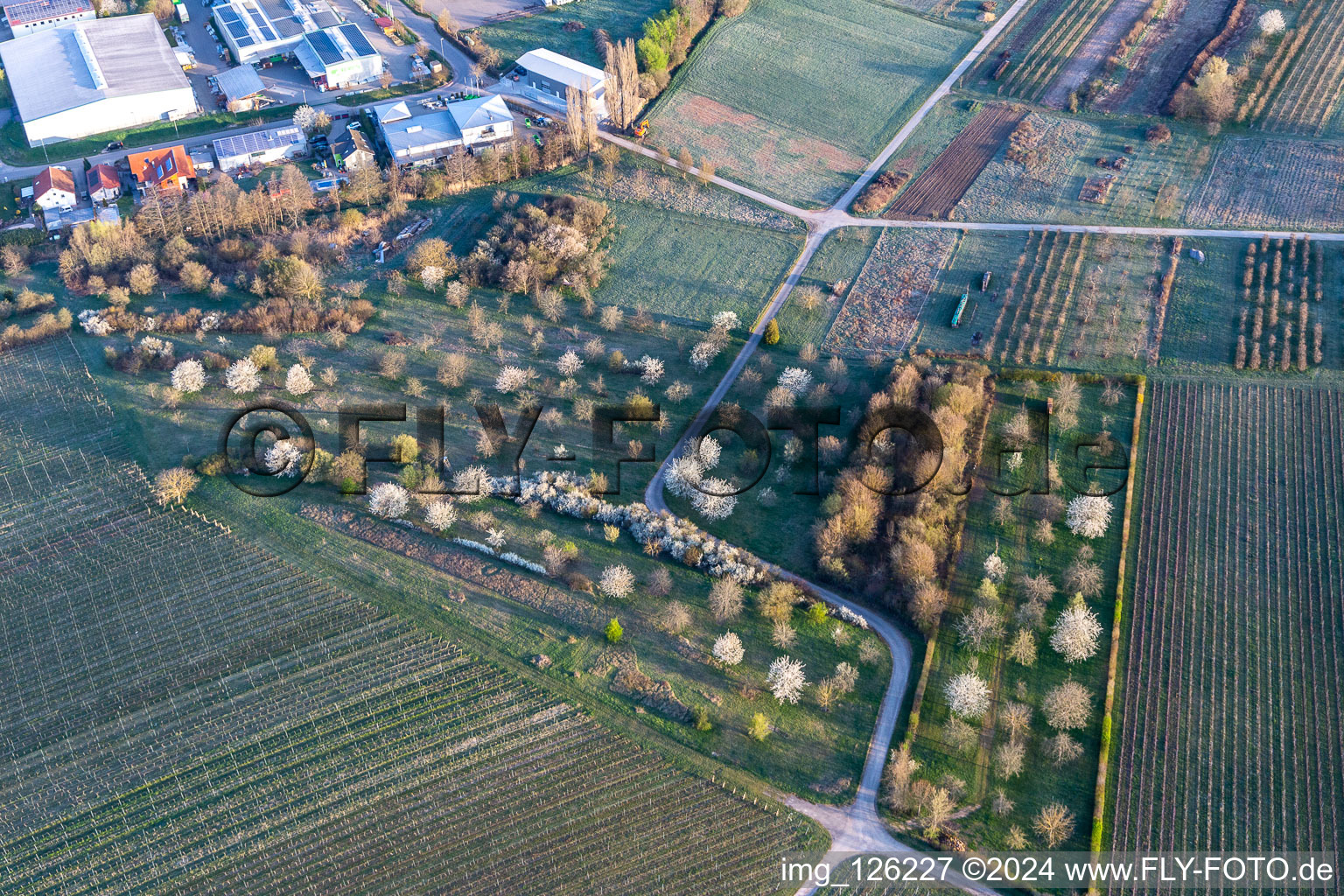 Edge of the village with flowering orchards in Goecklingen in the state Rhineland-Palatinate, Germany