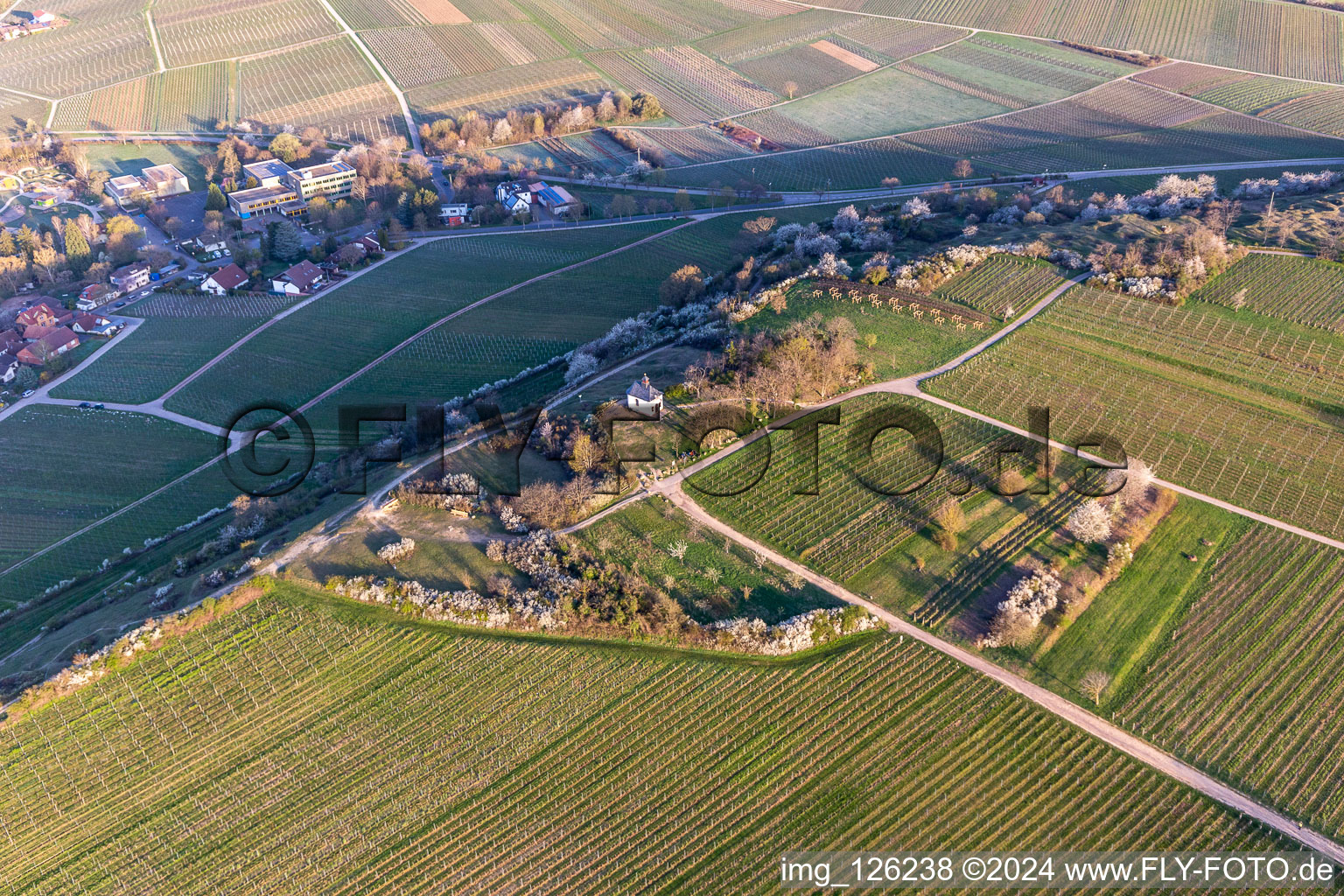 Oblique view of Chapel "Kleine Kalmit" in the Kleine Kalmit nature reserve on Easter morning with spring blossom in the district Ilbesheim in Ilbesheim bei Landau in der Pfalz in the state Rhineland-Palatinate, Germany