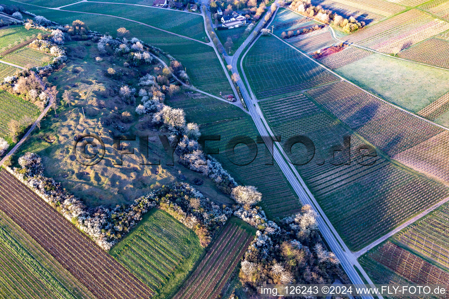 Kleine Kalmit nature reserve on Easter morning with spring blossoms in the district Arzheim in Landau in der Pfalz in the state Rhineland-Palatinate, Germany