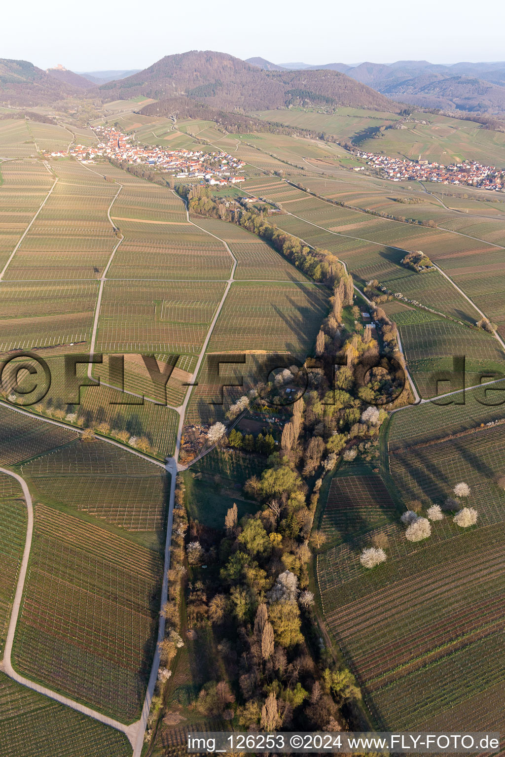 Fields of wine cultivation landscape in the spring before the Trifels in Ranschbach in the state Rhineland-Palatinate