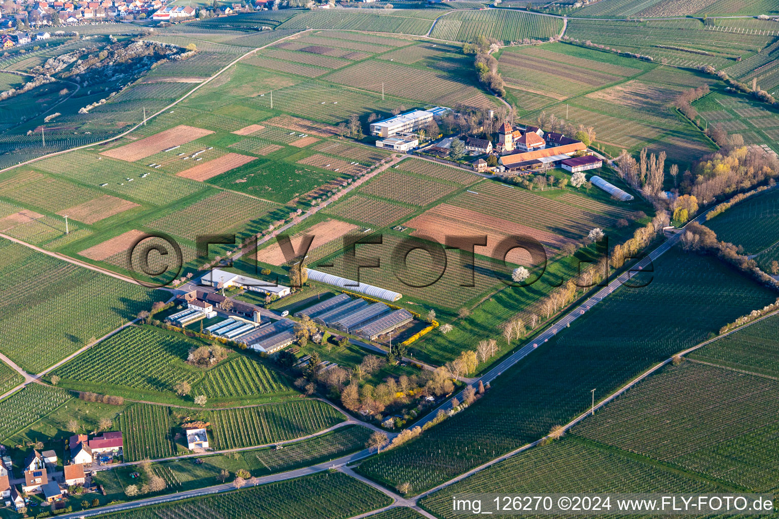 JKI with almond blossom in Siebeldingen in the state Rhineland-Palatinate, Germany