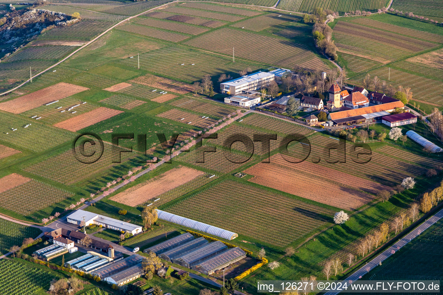 Building complex of the Institute Julius Kuehn Rebforschungsanstalt Geilweilerhof mit bluehenden Mandelbaeumen in Siebeldingen in the state Rhineland-Palatinate, Germany