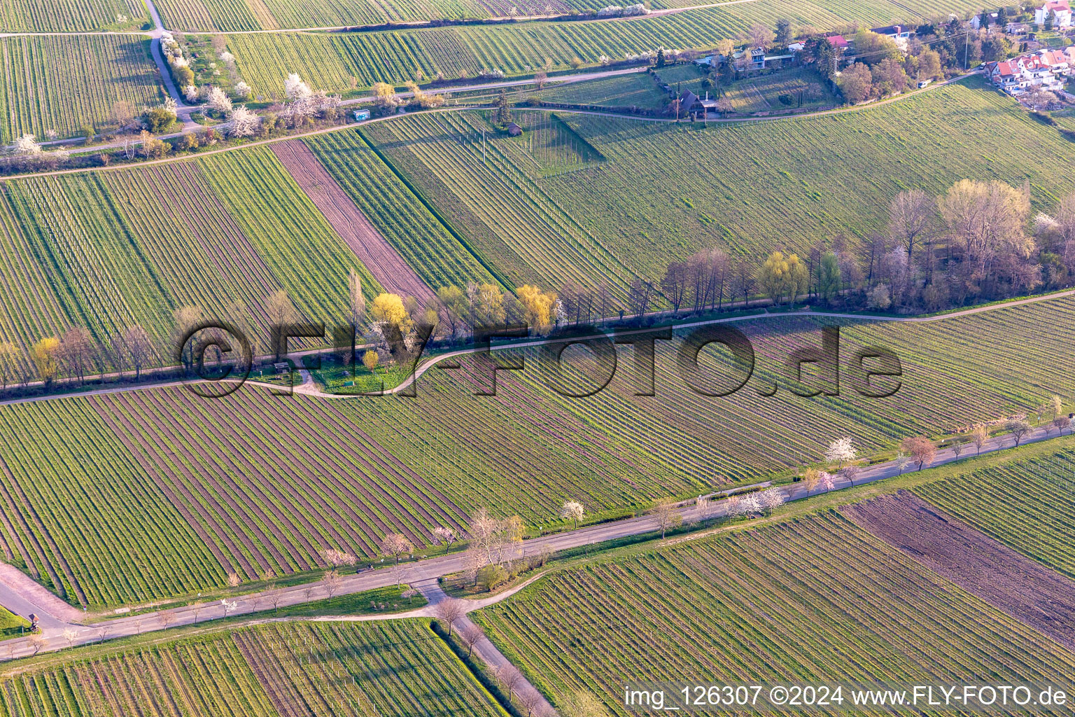 Row of trees in the Villastrasse with Almond blossom in Edenkoben in the state Rhineland-Palatinate, Germany