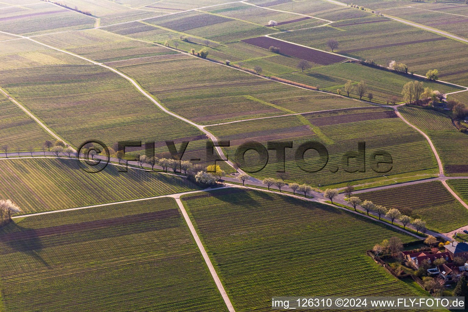 Vineyards with almond blossoms in Rhodt unter Rietburg in the state Rhineland-Palatinate, Germany