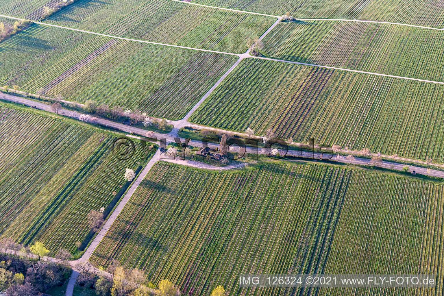 Aerial photograpy of Villastraße with almond blossom in Edenkoben in the state Rhineland-Palatinate, Germany