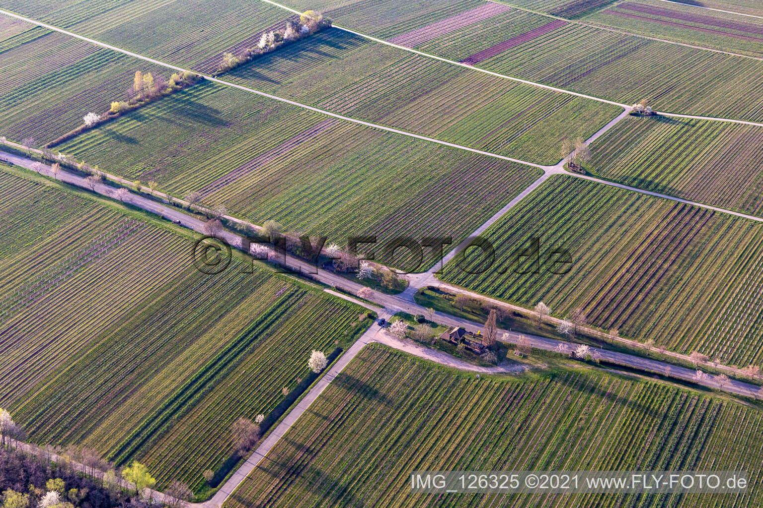 Oblique view of Villastraße with almond blossom in Edenkoben in the state Rhineland-Palatinate, Germany