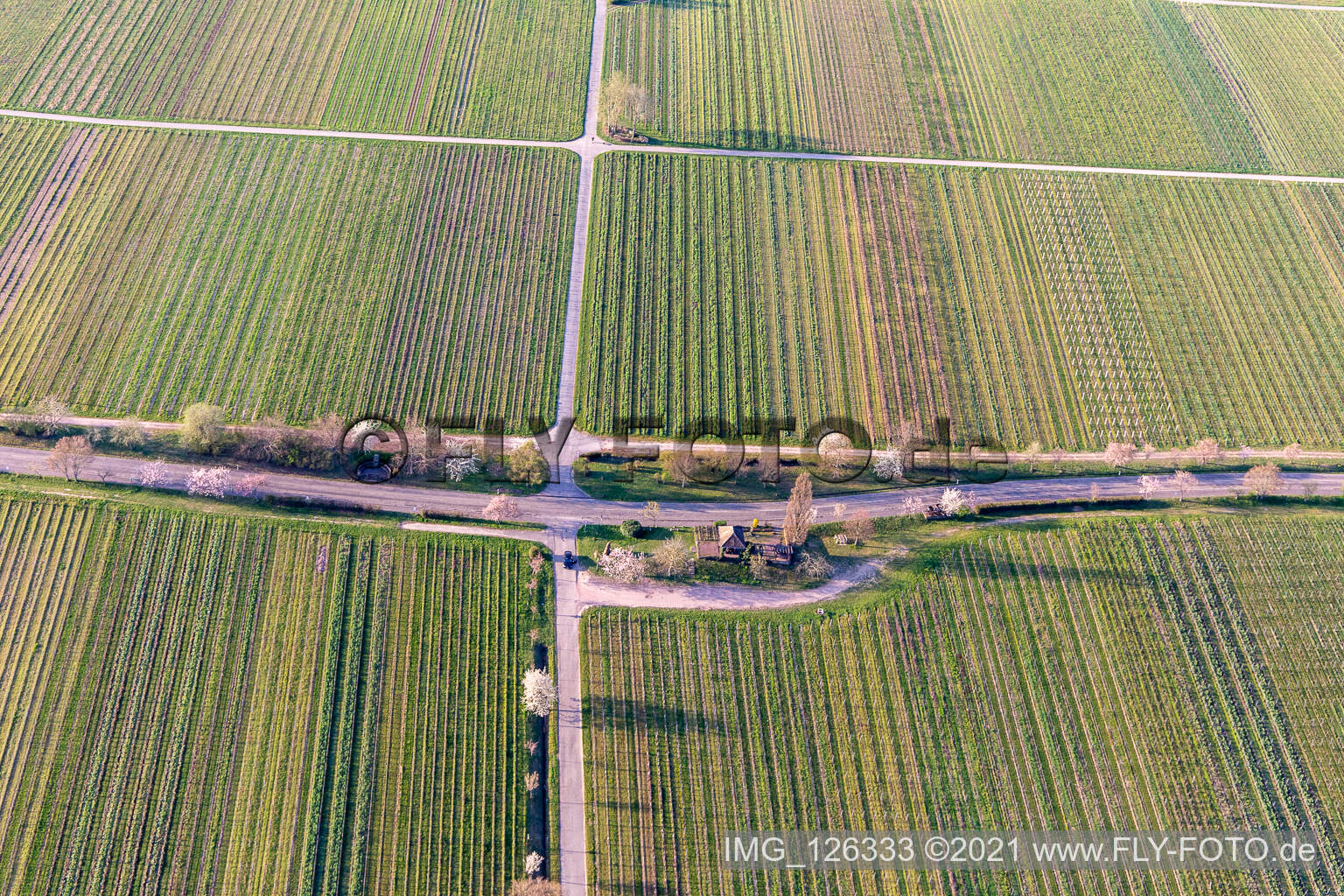 Villa street with almond blossoms in Edenkoben in the state Rhineland-Palatinate, Germany from above