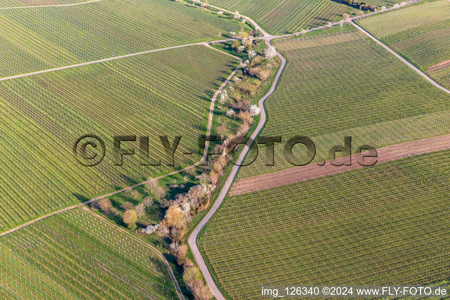 Vineyards with almond blossoms in Sankt Martin in the state Rhineland-Palatinate, Germany