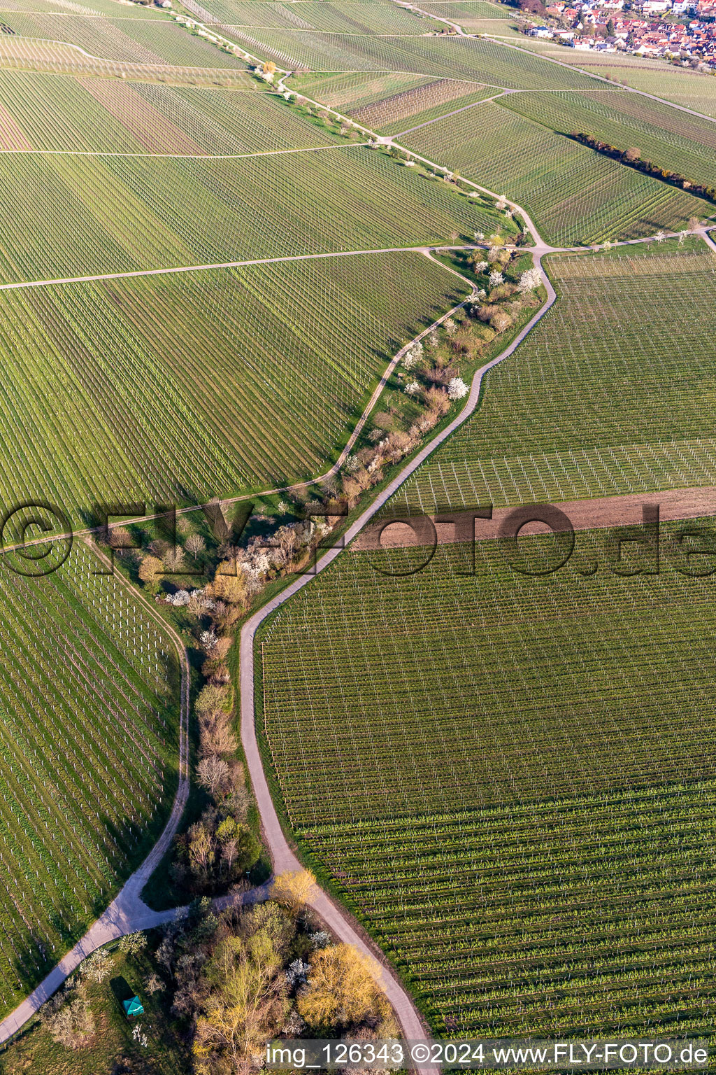 Aerial view of Vineyards with almond blossom in the district SaintMartin in Sankt Martin in the state Rhineland-Palatinate, Germany