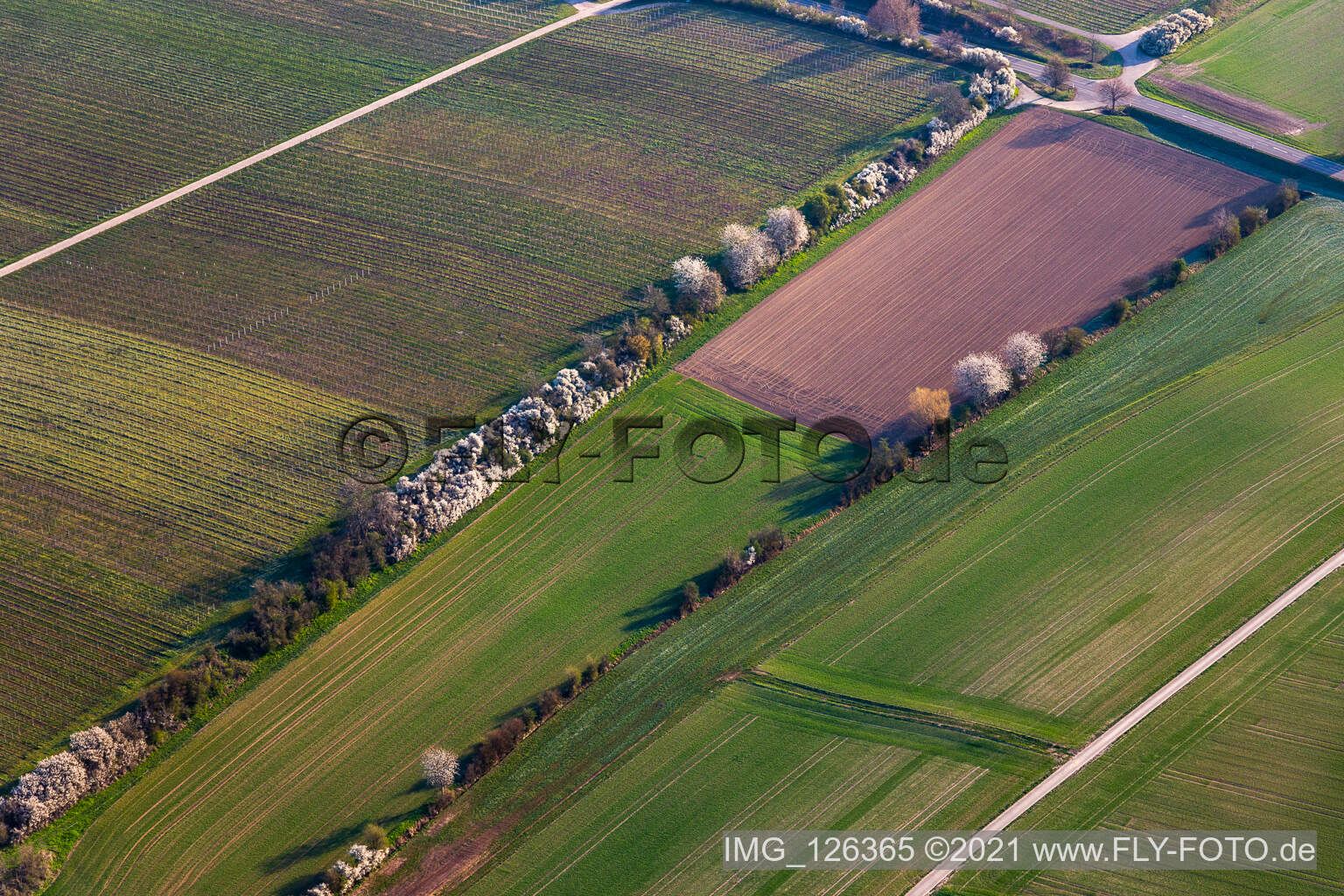 Riedgraben with spring flowers in Essingen in the state Rhineland-Palatinate, Germany