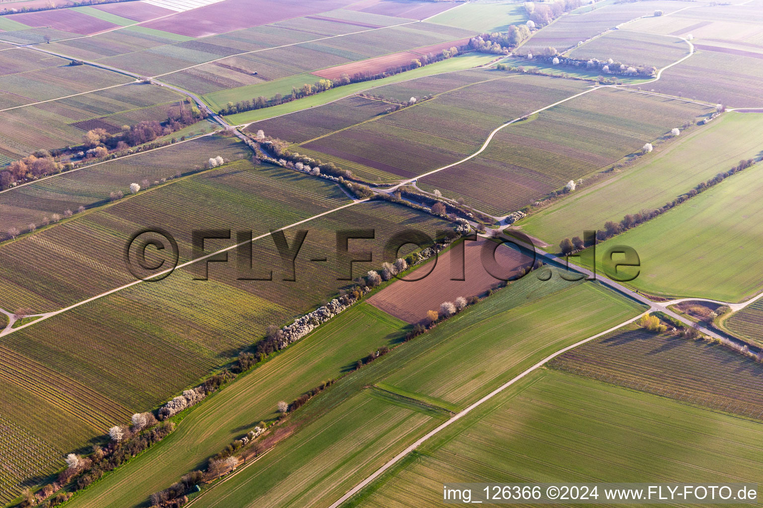 Aerial view of Riedgraben with spring bloomers in Essingen in the state Rhineland-Palatinate, Germany