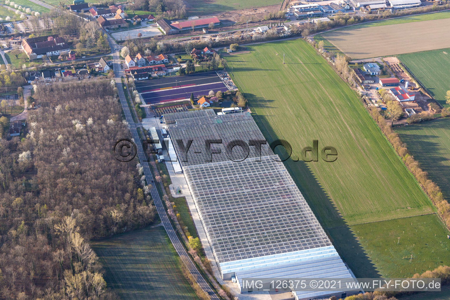 Aerial photograpy of Endic Geraniums in the district Dreihof in Essingen in the state Rhineland-Palatinate, Germany