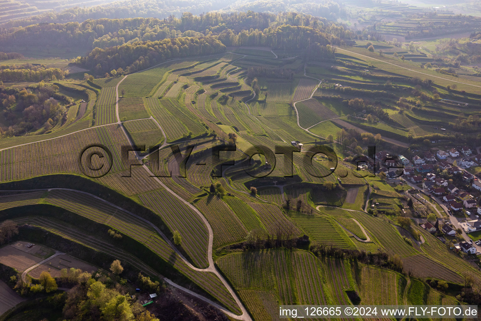 Vineyards in the district Hecklingen in Kenzingen in the state Baden-Wuerttemberg, Germany