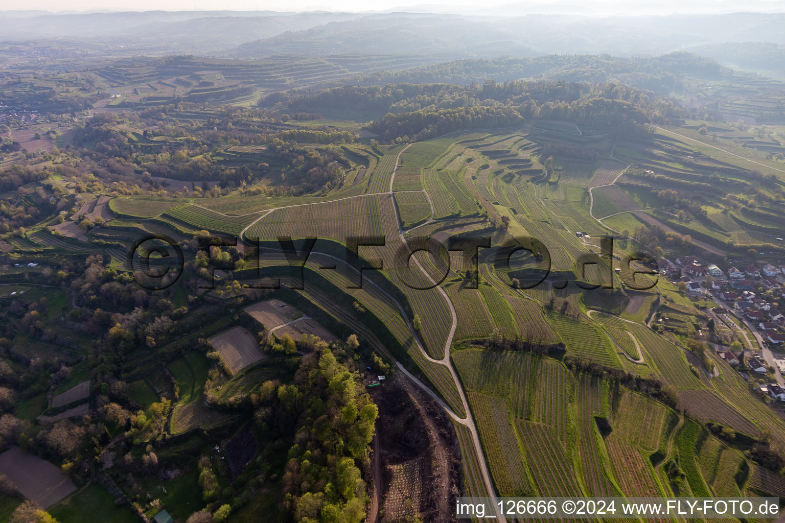 Aerial view of Vineyards in the district Hecklingen in Kenzingen in the state Baden-Wuerttemberg, Germany