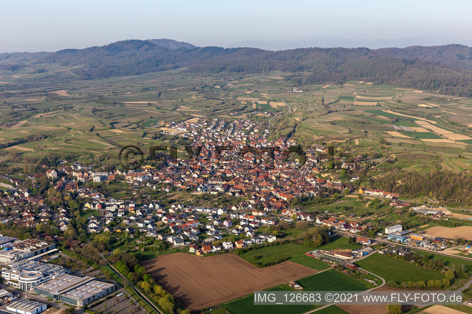 Aerial view of Fields of wine cultivation landscape in Bahlingen im Kaiserstuhl in the state Baden-Wurttemberg, Germany