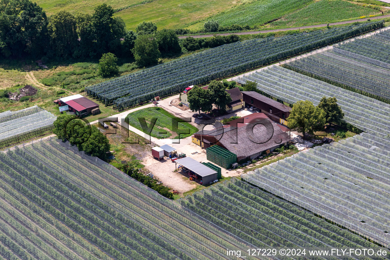 Aerial photograpy of Asparagus and fruit farm Gensheimer in Steinweiler in the state Rhineland-Palatinate, Germany