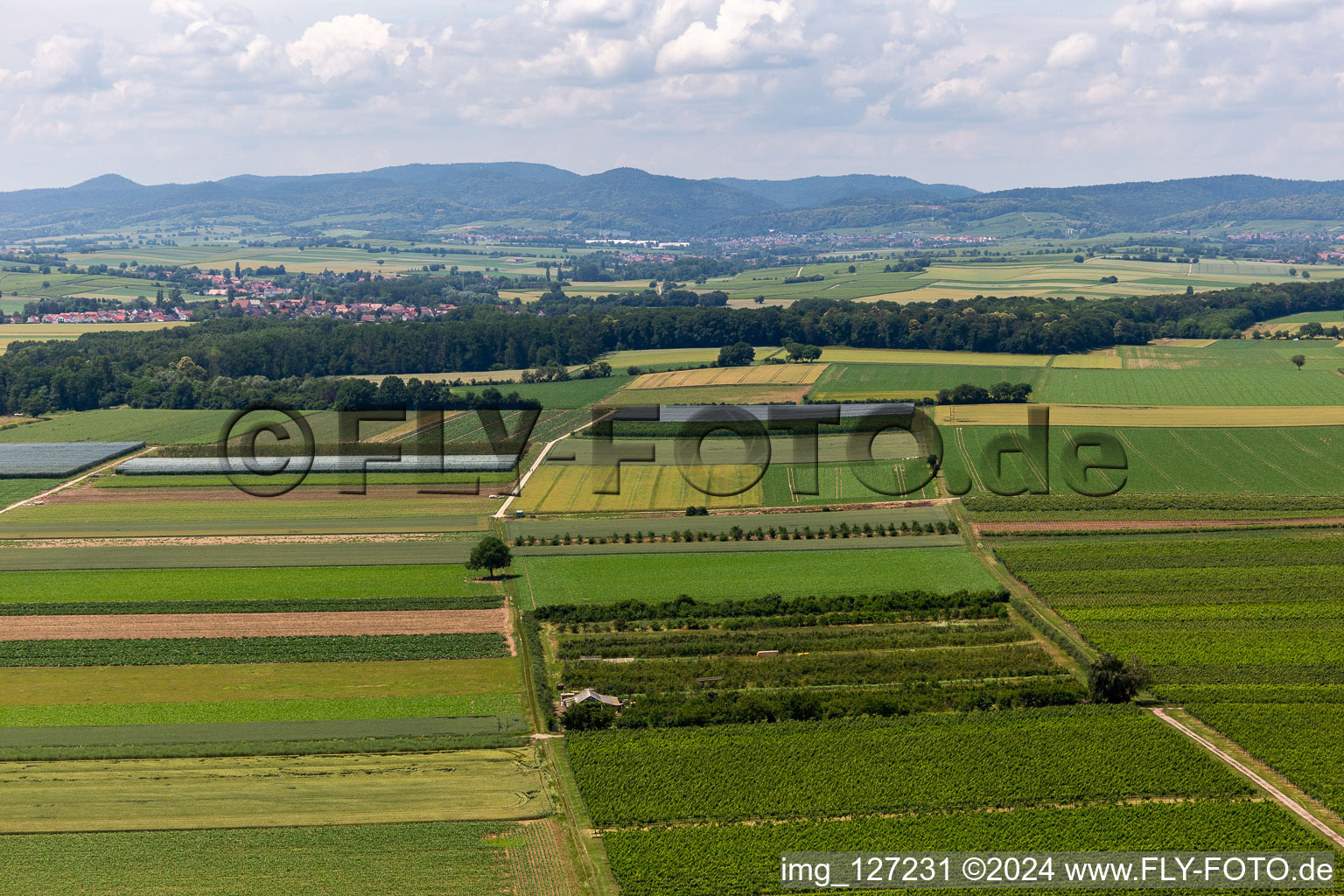 Eier-Meier Fruit Plantation in the district Mühlhofen in Billigheim-Ingenheim in the state Rhineland-Palatinate, Germany