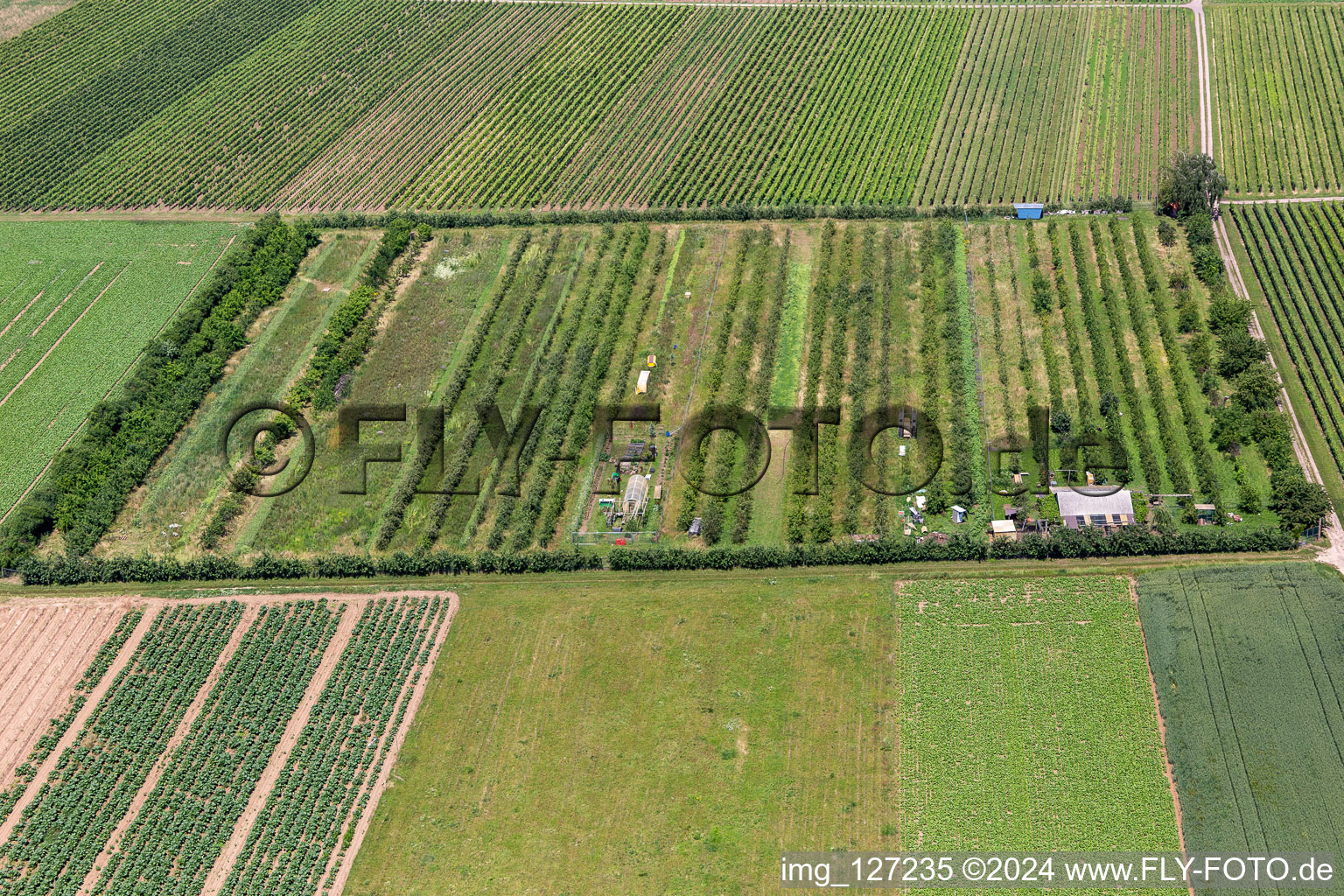 Oblique view of Eier-Meier Fruit Plantation in the district Mühlhofen in Billigheim-Ingenheim in the state Rhineland-Palatinate, Germany