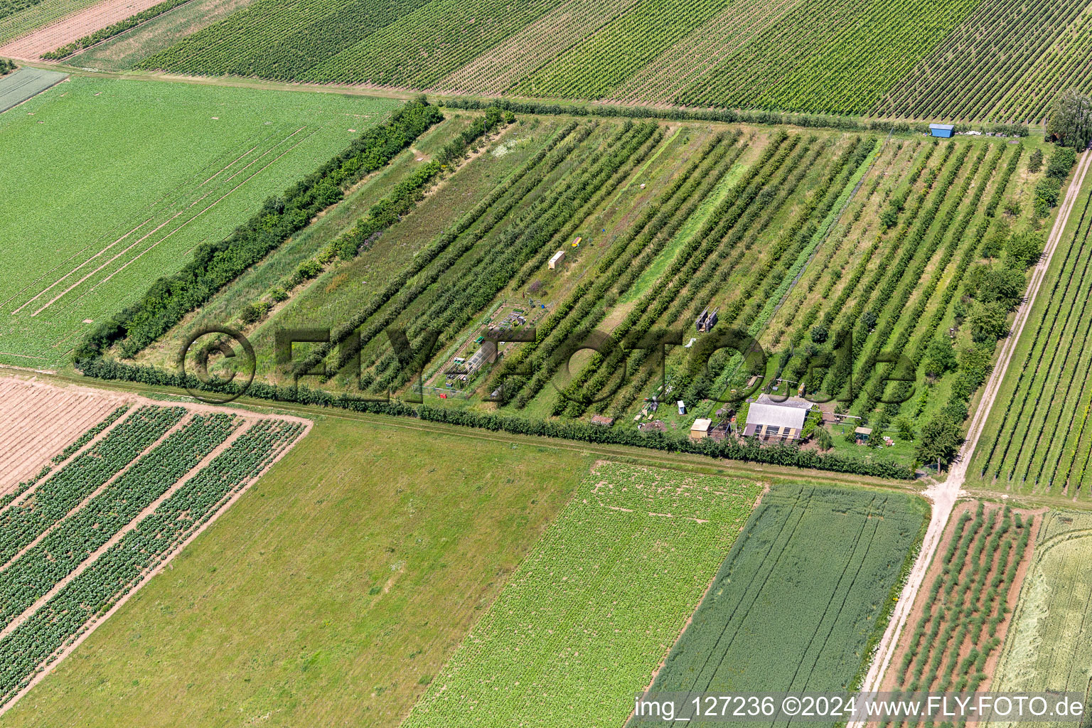 Eier-Meier orchard in the district Mühlhofen in Billigheim-Ingenheim in the state Rhineland-Palatinate, Germany from above