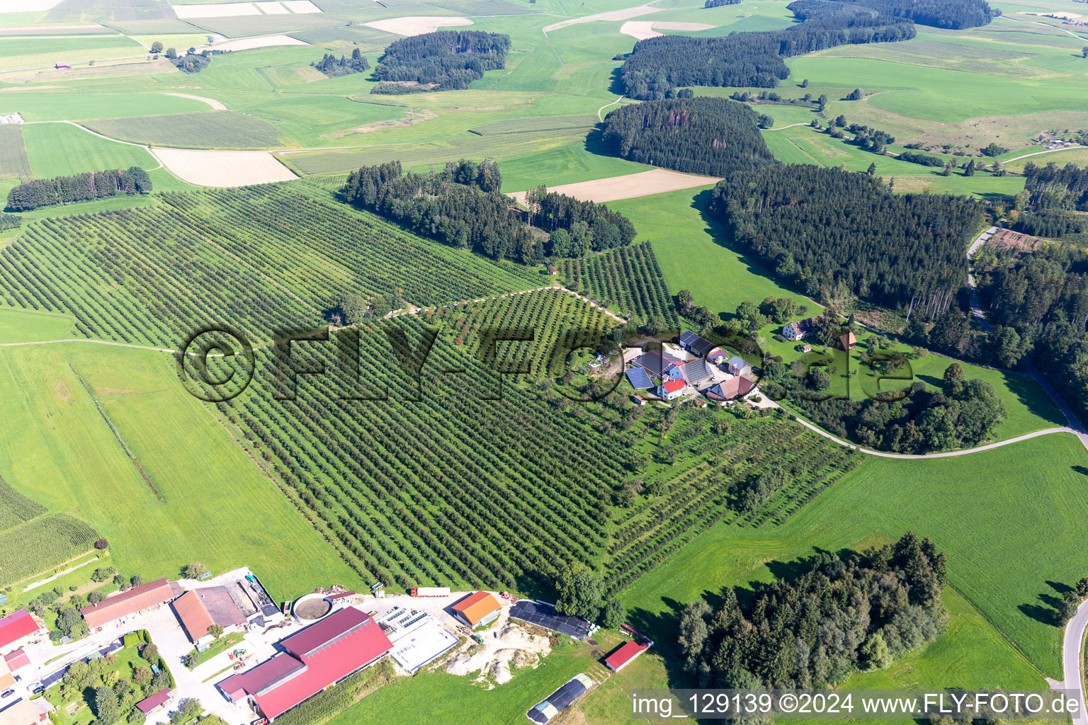 Tree nursery in Oberstocken in the district Unterstocken in Bergatreute in the state Baden-Wuerttemberg, Germany