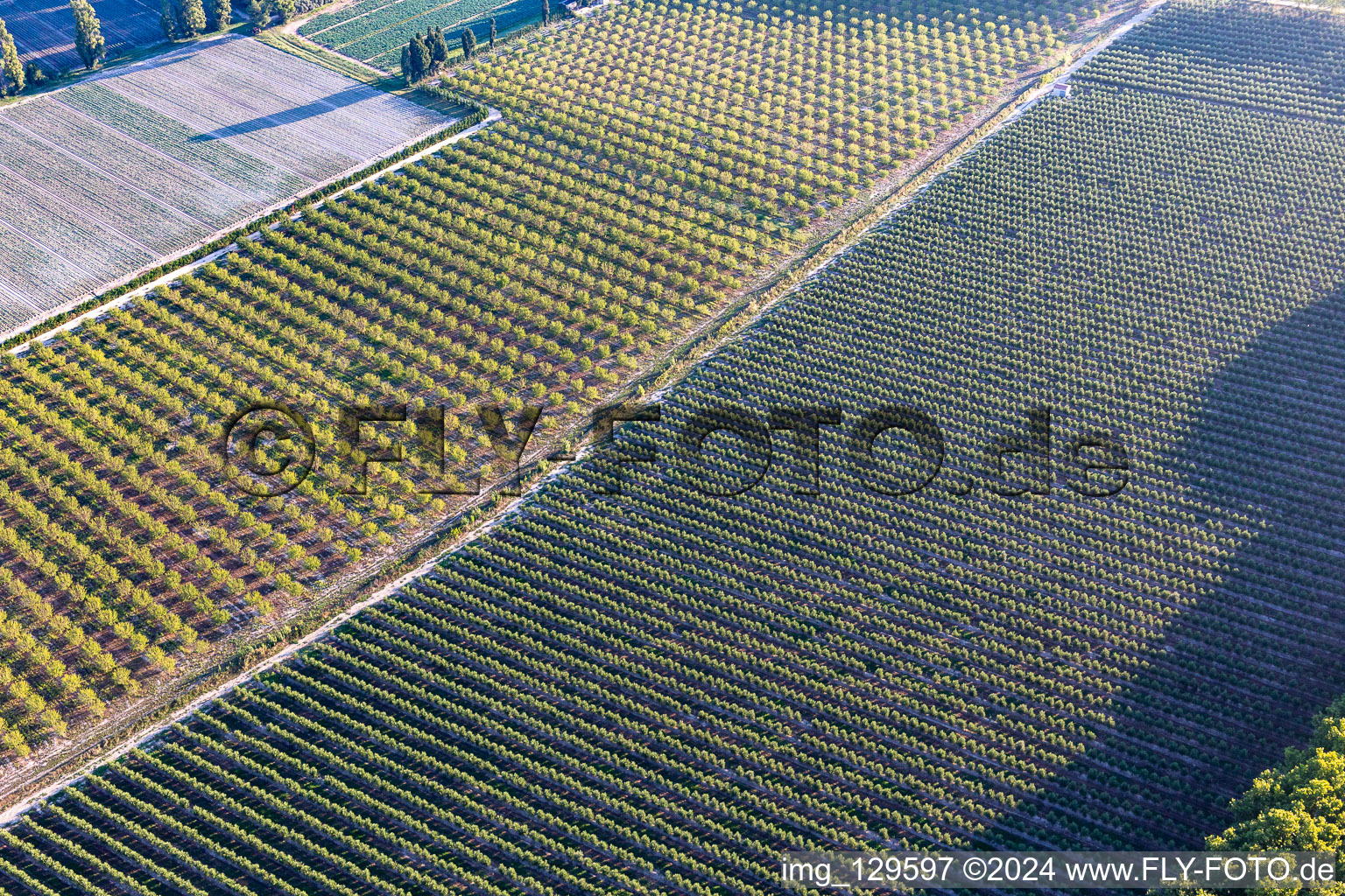 Olive groves in Maillane in the state Bouches du Rhone, France