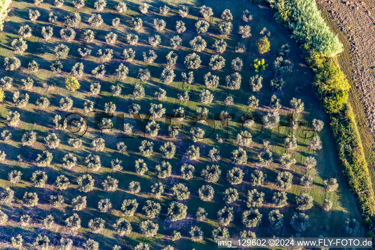 Olive groves in the district Partie Nord Est in Saint-Rémy-de-Provence in the state Bouches du Rhone, France