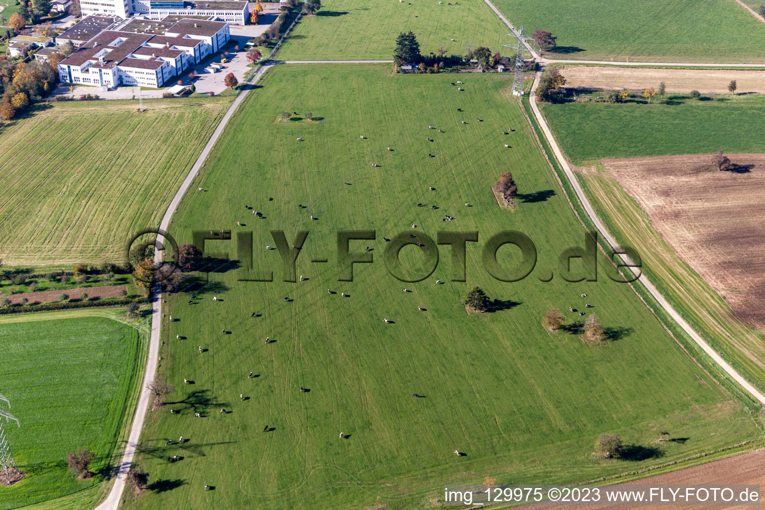Cattle pasture in the district Langensteinbach in Karlsbad in the state Baden-Wuerttemberg, Germany