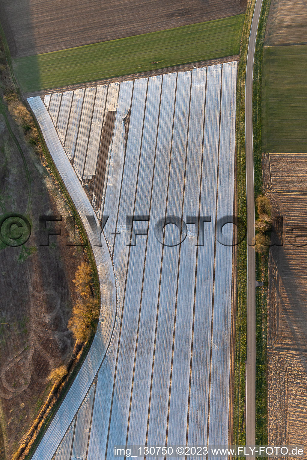 Asparagus field at Hayna in the district Hayna in Herxheim bei Landau in the state Rhineland-Palatinate, Germany