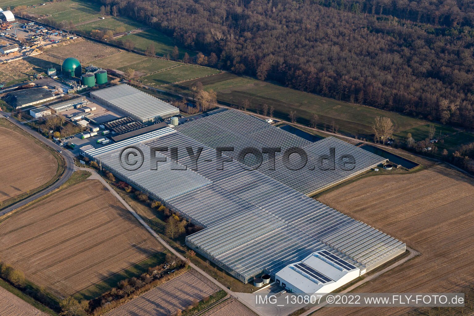 Aerial view of Rudolf Sinn Jungpflanzen GmbH & Co. KG in Lustadt in the state Rhineland-Palatinate, Germany