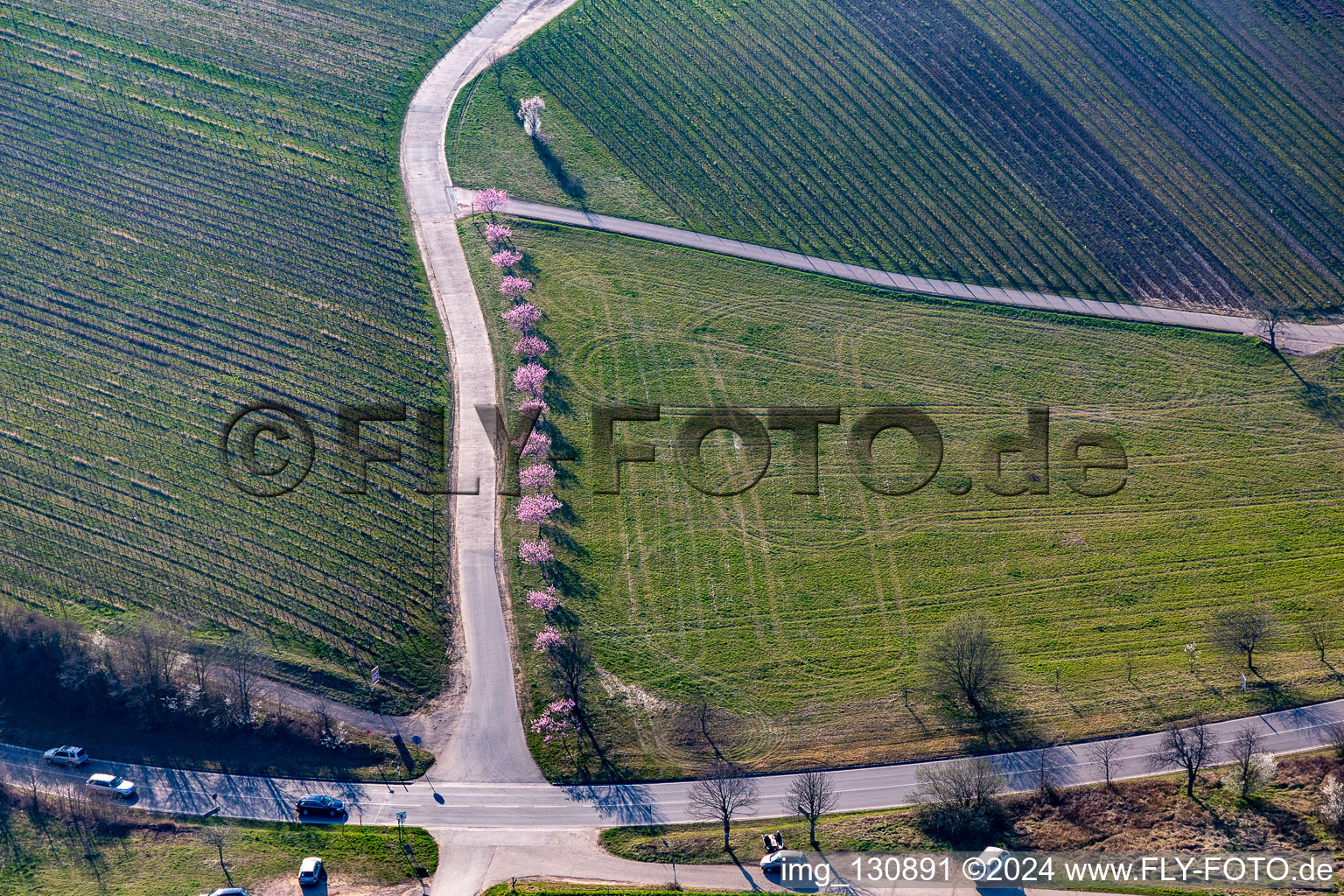 Almond blossom on the southern wine route at Klingenmünster in Klingenmünster in the state Rhineland-Palatinate, Germany