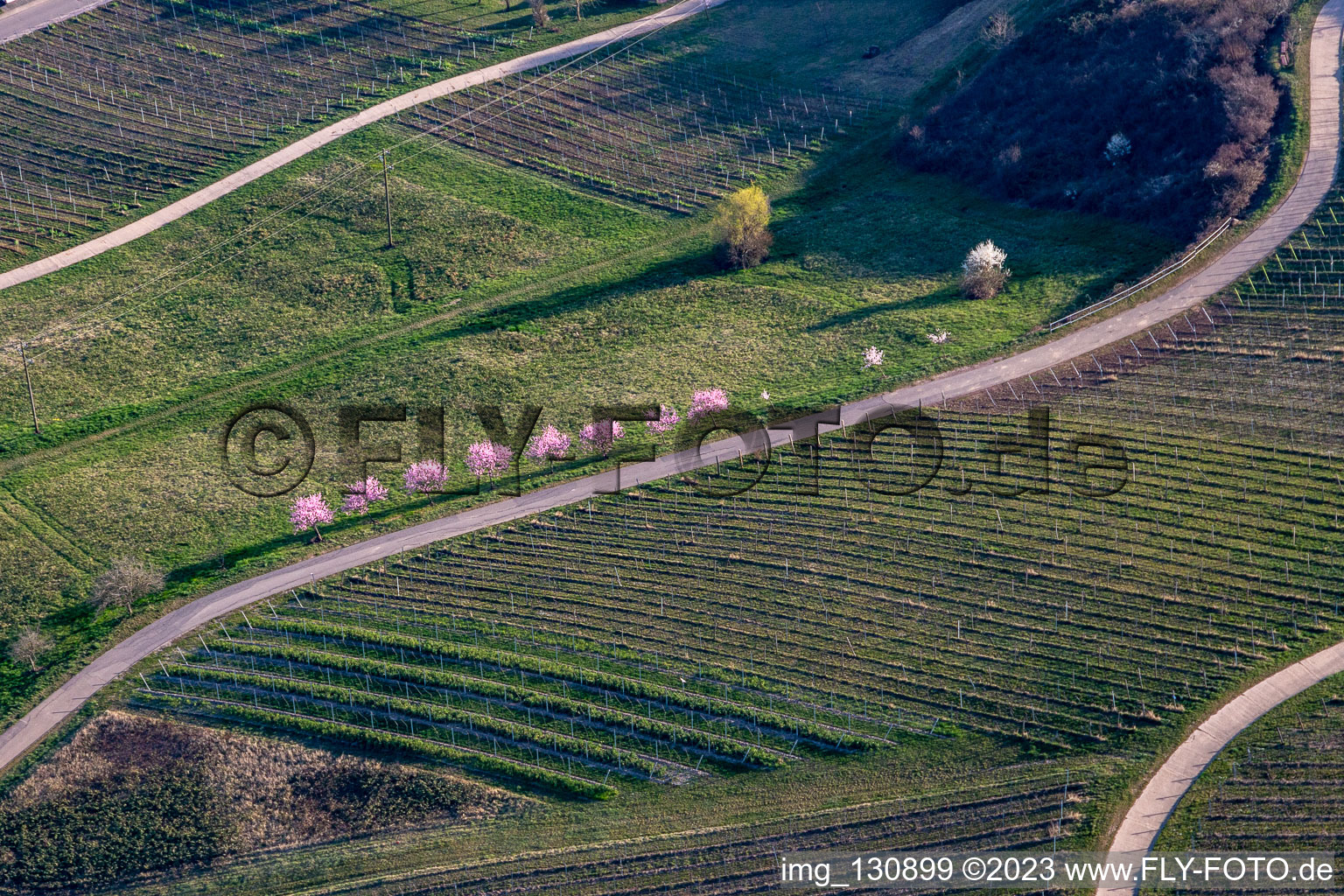 Aerial view of Almond blossom on the southern wine route at Klingenmünster in Klingenmünster in the state Rhineland-Palatinate, Germany