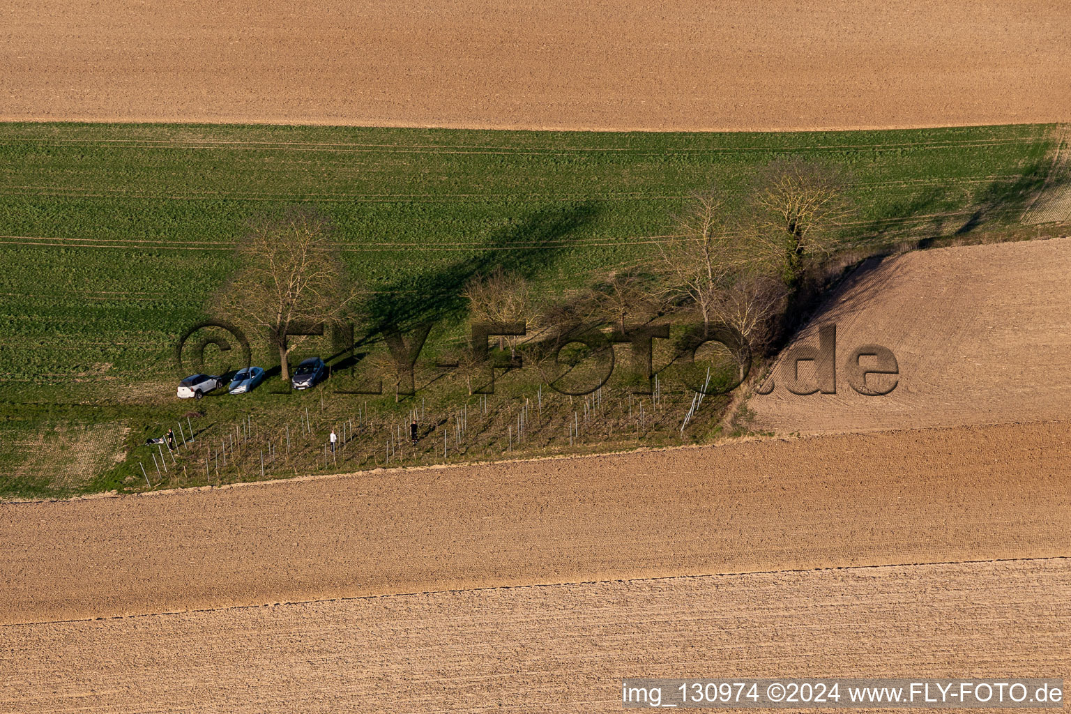 The smallest vineyard in Alsace in Niederlauterbach in the state Bas-Rhin, France